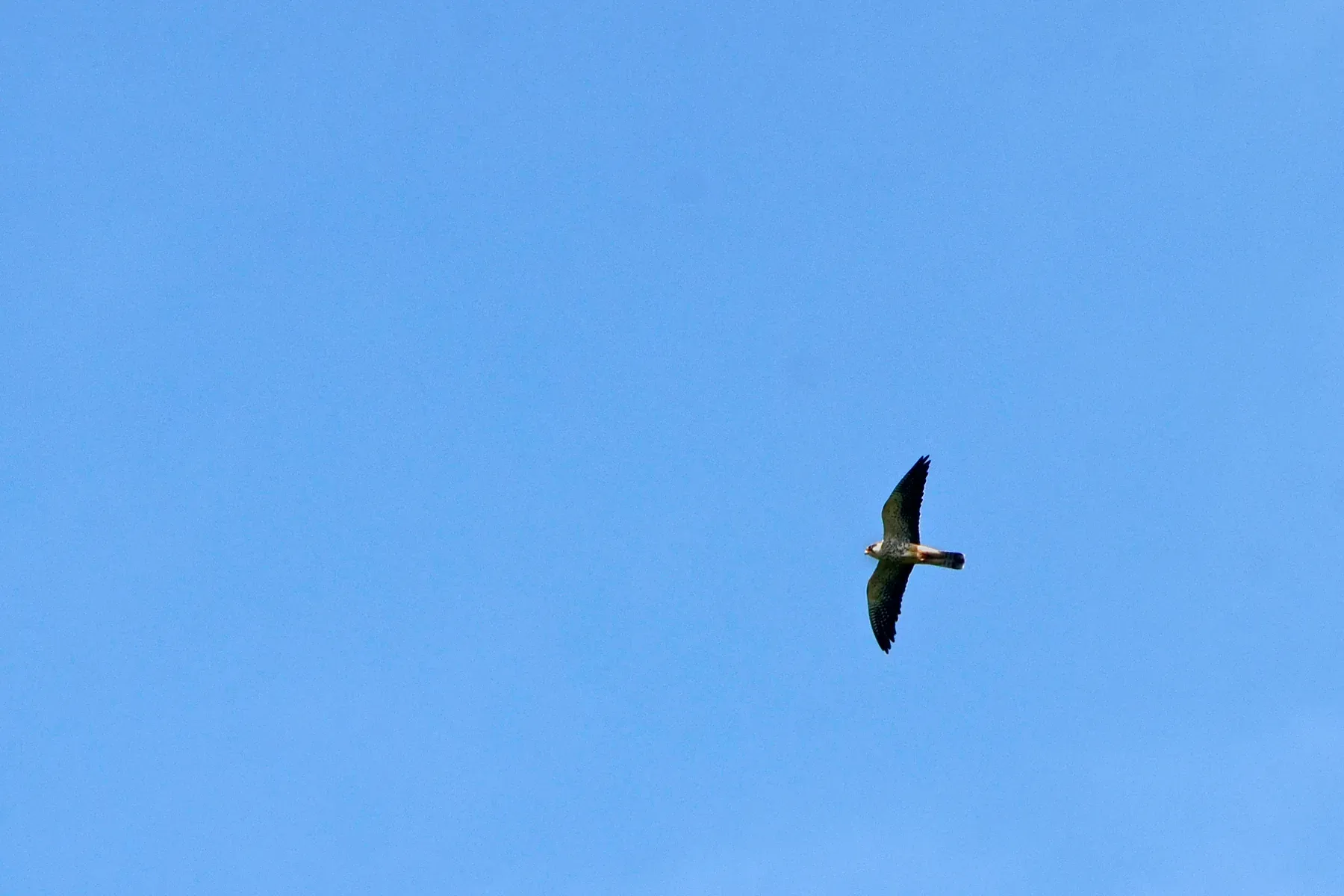 A lone Amur falcon in flight against a clear blue sky, wings spread and barred tail fanned