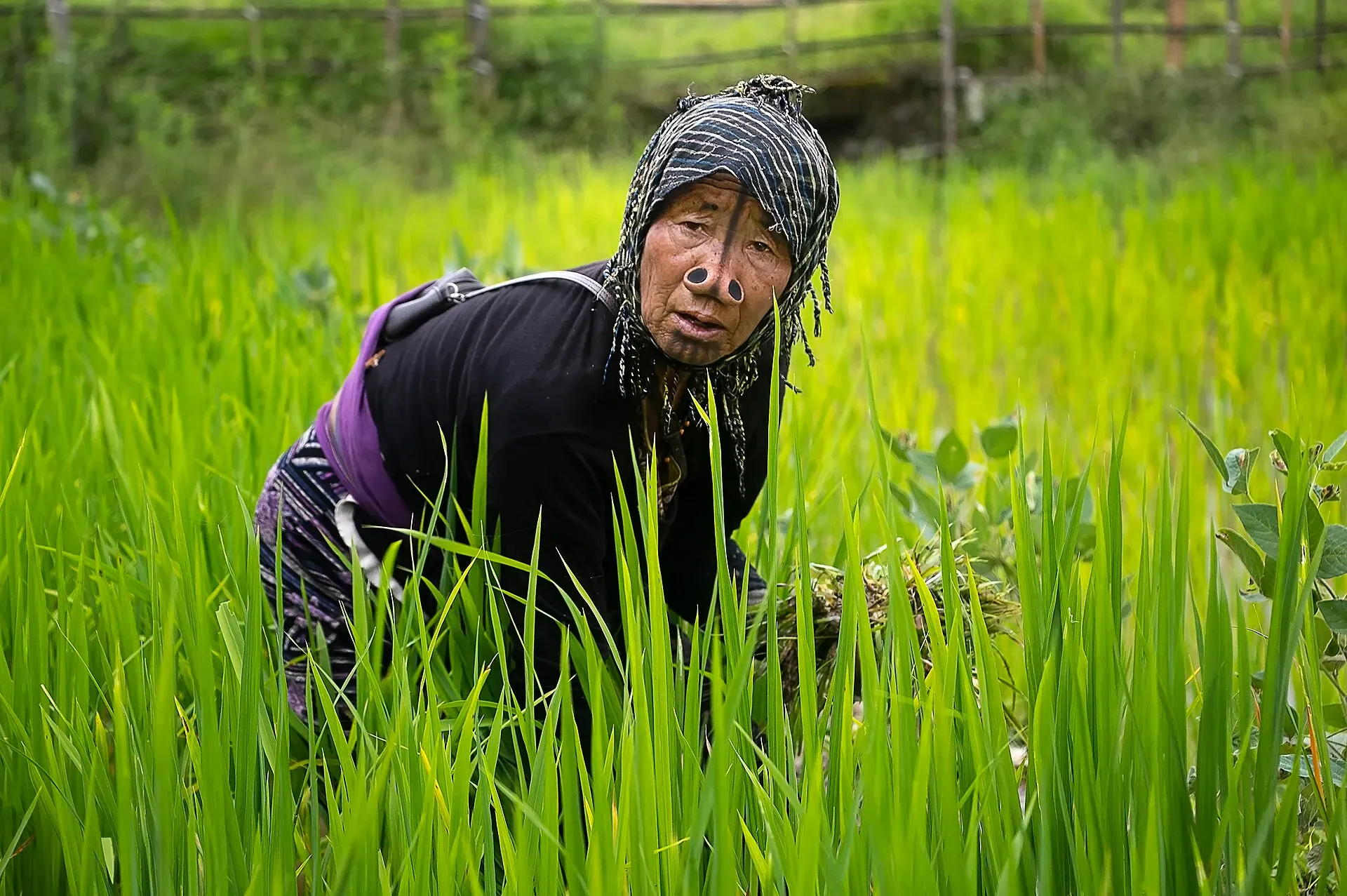 An Apatani woman weeding a flooded paddy field in Ziro Valley, bent over the young green rice with a bundle of pulled weeds in hand