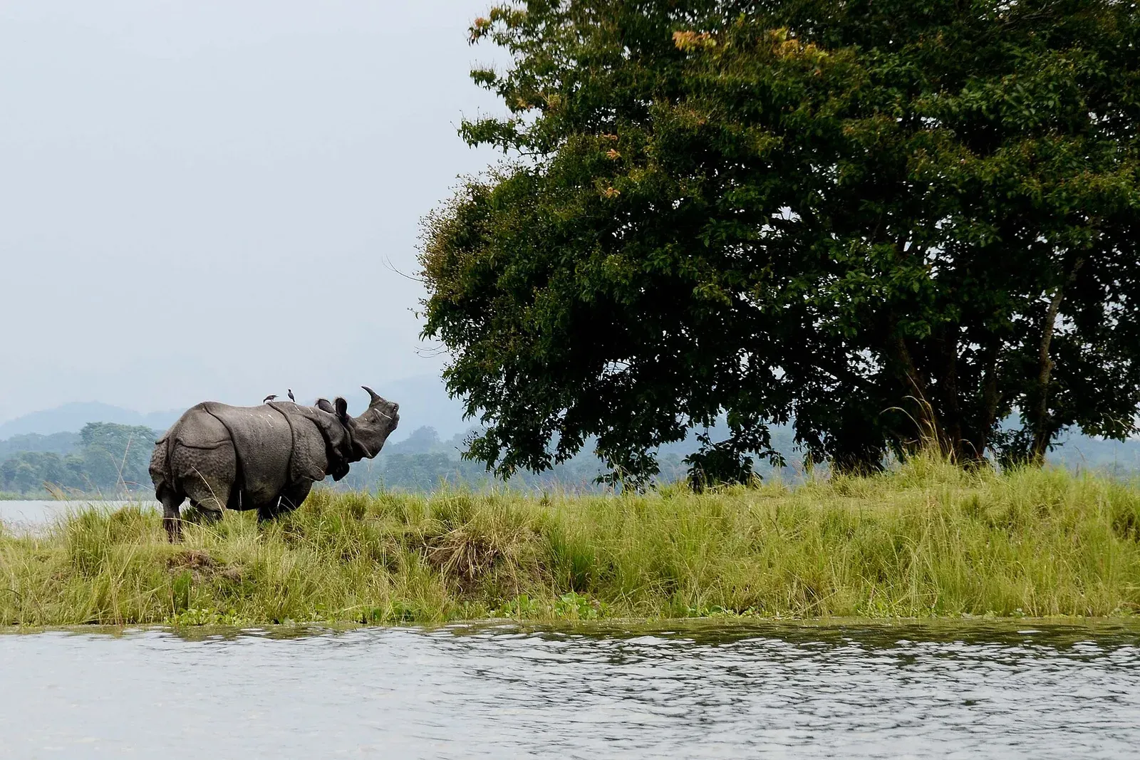 One-horned rhinoceros standing in tall grass at the water's edge in Kaziranga, with a large tree and misty hills behind