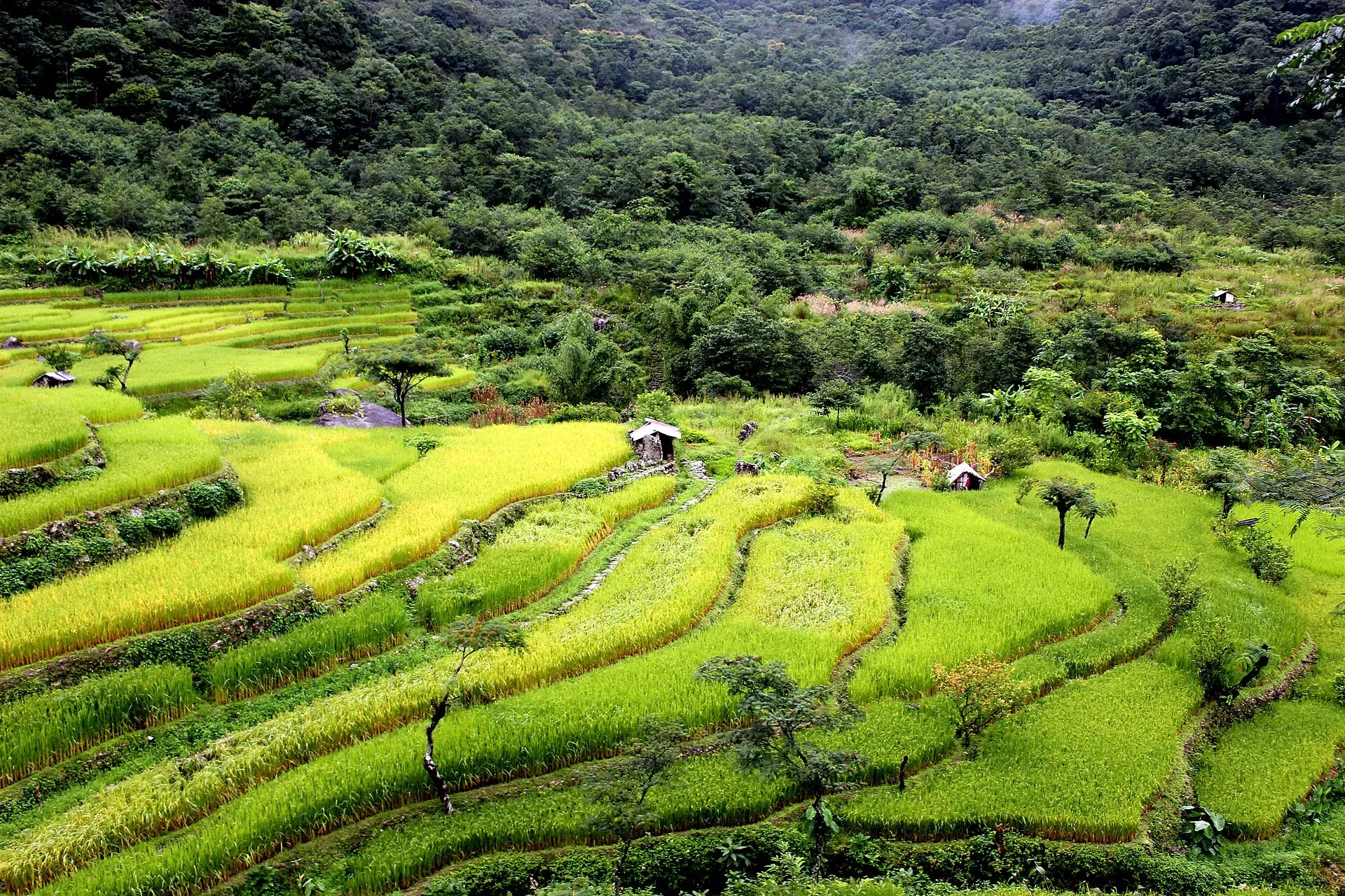 Terraced paddy fields in shades of green and gold stepping down the hillside below Khonoma, with small field huts among the terraces and forest above