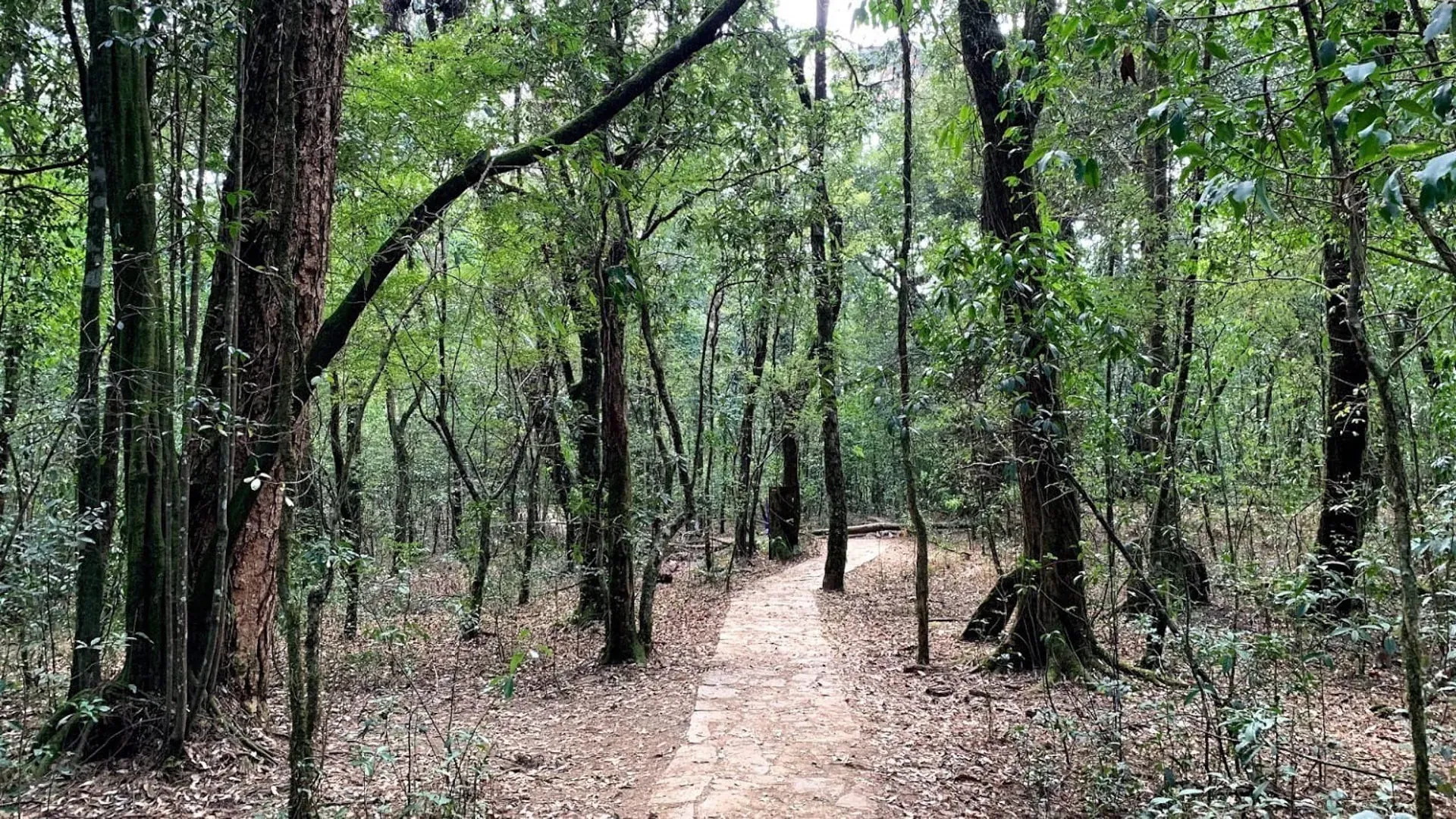 Stone-paved path winding between dense, vine-wrapped trees inside the Mawphlang sacred grove