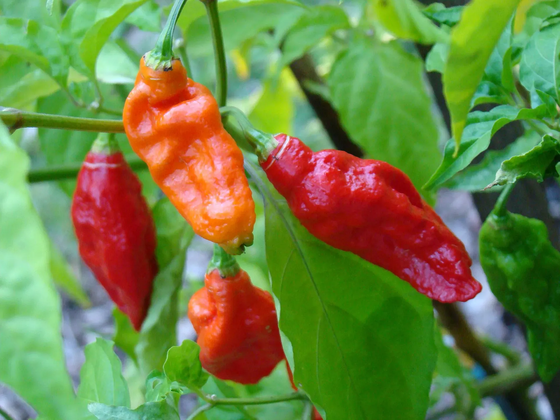 Wrinkled red and orange Naga king chillies ripening on the plant among green leaves